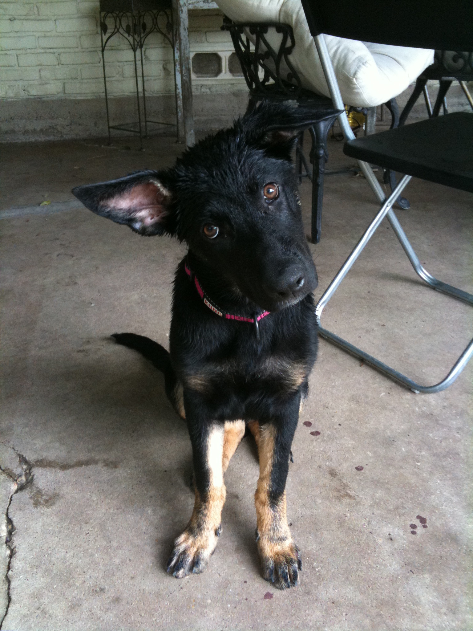 Will My Dogs Ears Stand Up